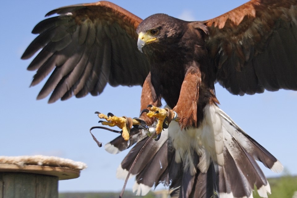 Falconry Summer Fair 2024 - Ticket per family £6 includes Flying Display show + A Static display of birds with a digital Family photo next to the birds (no bird handling).