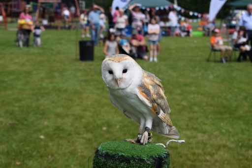 Falconry Flying display show and Static display show with photo